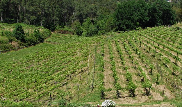 plantações de vinhas em Melgaço