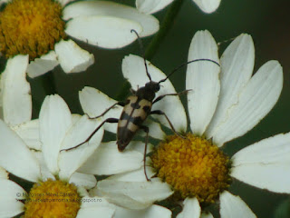 Pachytodes erraticus DSC141731