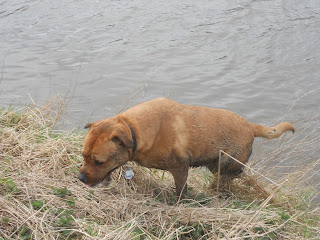 Sheba getting out of the water.