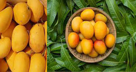 Mango Benefits Health Benefits