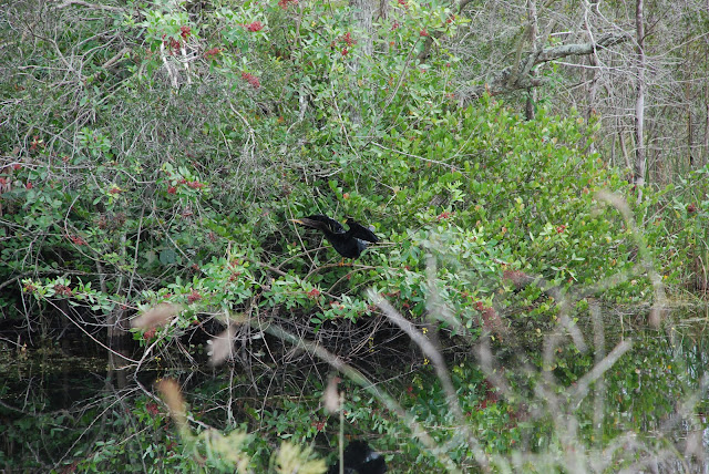 Big Cypress National Preserve