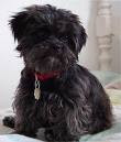 Anjing Affenpinscher