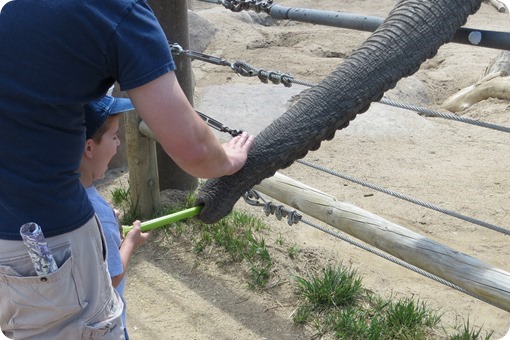 Feeding the Elephant at Cheyenne Mountain Zoo