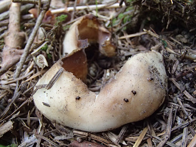 Babia Góra, grzyby na Orawie, grzyby Babiej Góry, koronica ozdobna Sarcosphaera coronaria