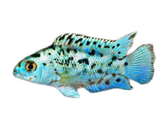 Ikan Electric Blue Jack Dempsey