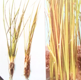 Paddy forming how to prevent worms in rice biyyam purugulu in english how to remove weevils from rice lacquer worm lacquer worms rice worms boric acid powder in rice gall midge control in paddy major pests and diseases of rice and their management major pests and diseases of rice and their management pdf rice pests and diseases ppt insect pests of rice and their management rice gall midge life cycle rice case worm control rice diseases and their control pdf Prevention of ullikodu purugulu in paddy  Prevention of ullikodu worms in rice