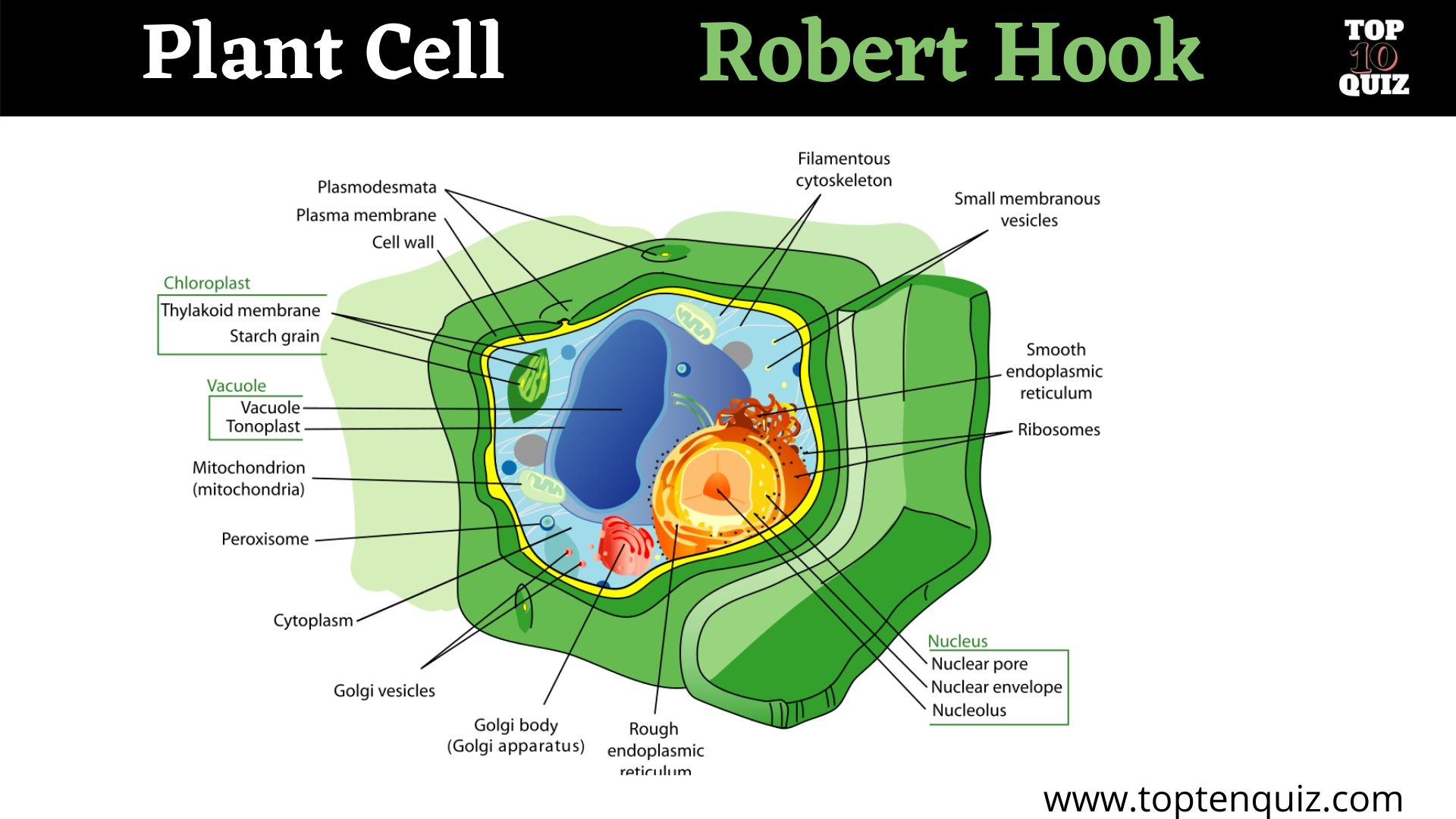 Plant cell