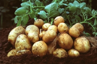 klasifikasi kentang