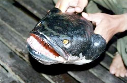 Ikan-ikan Paling Buas Di Dunia