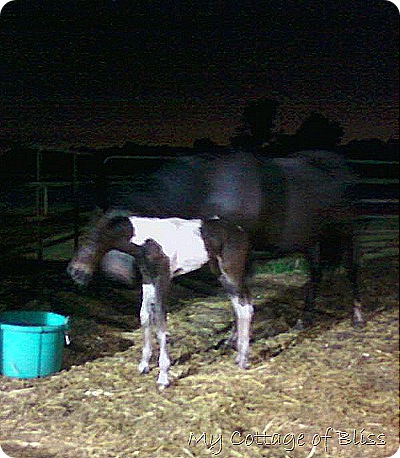 Jolie's foal 5-7-10