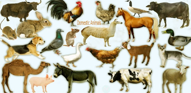 Domestic Animals Name Meaning & Image | Necessary Vocabulary