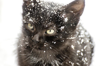 gatito negro en la nieve.