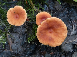 Lactarius nitidus - Lactaire luisant