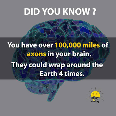 facts about of human brain