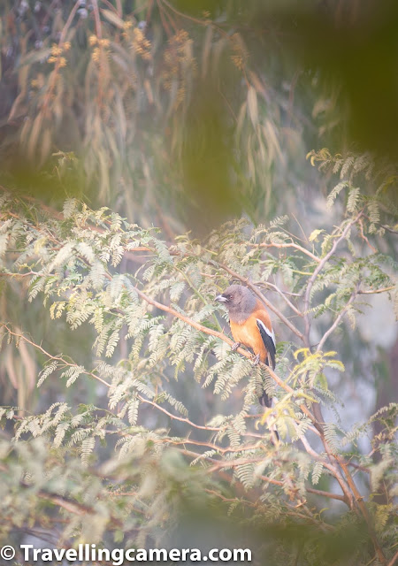 The walk is even shorter than that inside the Okhla Bird Sanctuary, but the plus point is that the birds are up close and can be photographed much more easily. Also, the wetlands start as soon as you enter the sanctuary, unlike Bharatpur, where you have the walk considerable distance before you are able to spot big flocks of large birds.