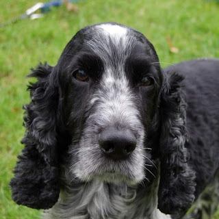 A head shot of the much younger Blue Roan Cocker Spaniel Badger, who hasn't gone grey yet and has his beautiful brown eyes open even though his sight was very reduced when this photo was taken