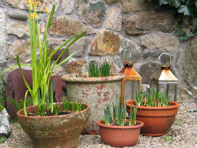 Spring bulbs emerging set in Terracotta pots