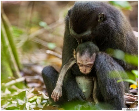Moment Menyedihkan Ibu Monyet Meratapi Kematian Anaknya 