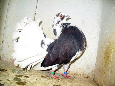 Black Fantail Pigeon