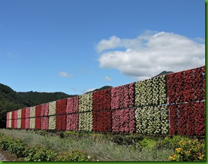 DSCN8138