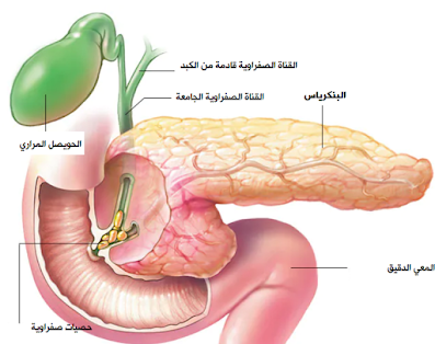 التهاب البنكرياس pancreatitis