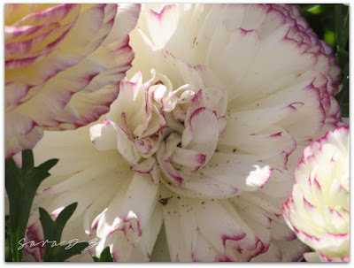 Ranunculus 'Maché Vanilla Rose'