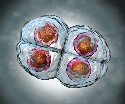 Controversia mundial: Ingeniería Genética, Por primera vez Modificación Genética en  embriones humanos