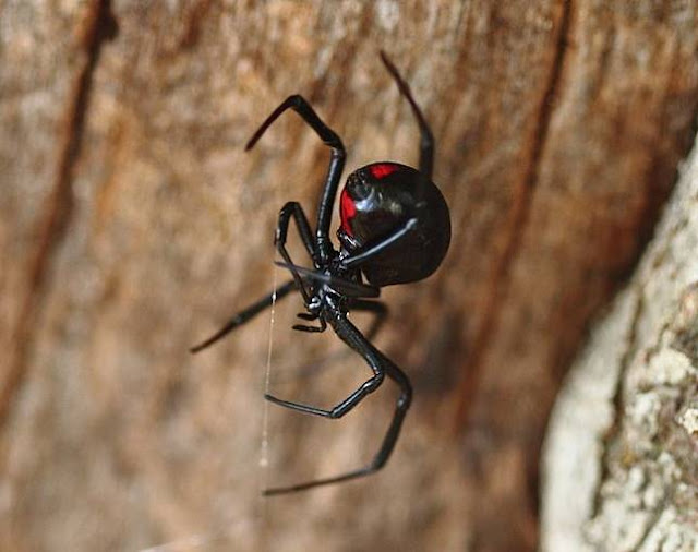Bahaya Gigitan Laba-laba Black Widow: Tak Bisa Buang Air Kecil