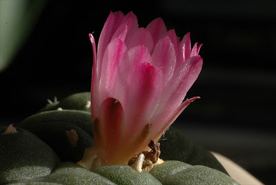 Flowering Lophophora jourdaniana