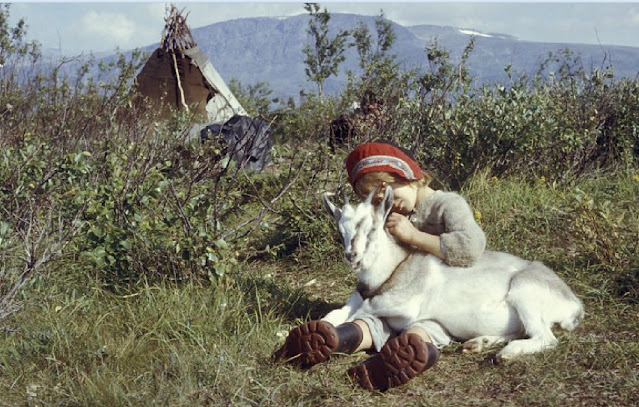 Девочка и коза в саамском лагере на берегу озера Сатисьяуре (Сатихауре) в Лапландии