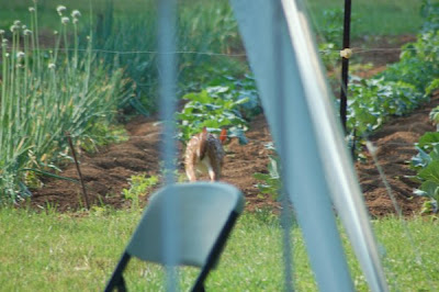 fawn in garden