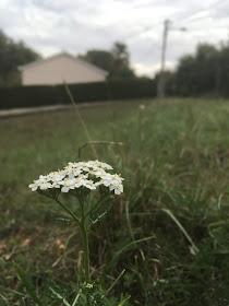 achillée millefolium en son champ