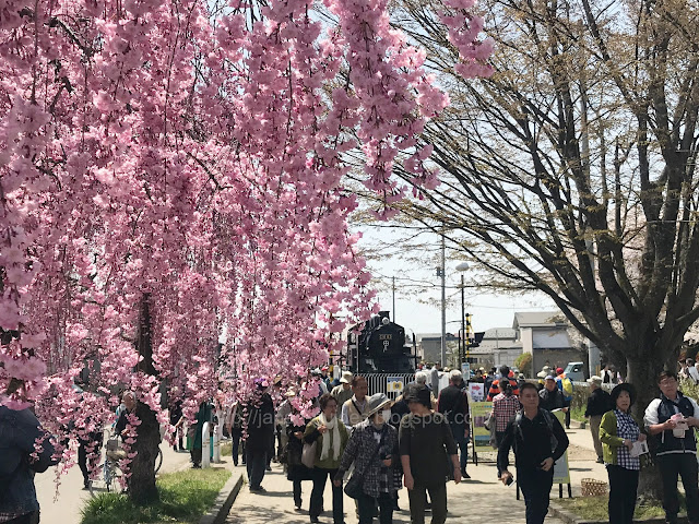 Nicchu Line Weeping Cherry Trees