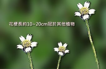 肺炎草2