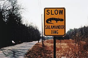 Salamander Crossing Sign, Source: US Department of Transportation, Federal Highway Administration