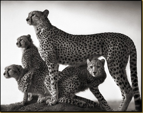 Nick Brandt 5