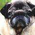 Pug - Chinese Pug Dog