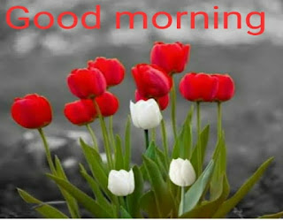 Red & White Flower Morning Images.jpg