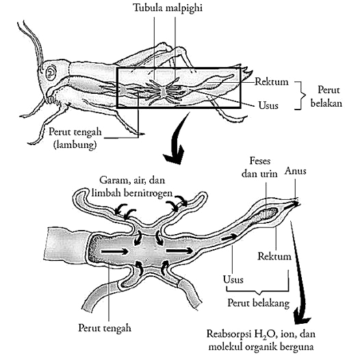 Sistem Ekskresi Hewan  Vertebrata  dan  Invertebrata  