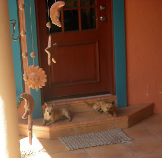 chihuahuas guarding the door, La Ceiba, Honduras