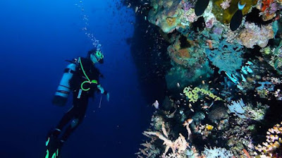 Keindahan Bawah Laut labuan bajo