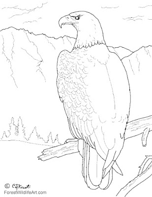 kids coloring pages eagles  colorings