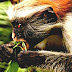 Red Colobus - Colobus Monkey Diet