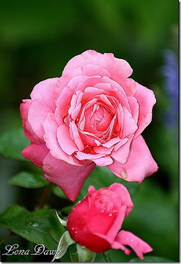 Flamingo_Rose_Aug24