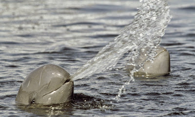 JENIS-MACAM & GAMBAR HEWAN MAMALIA LAUT-AIR