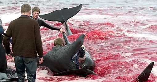 Brutality as a Ceremonial Act  disturbing images