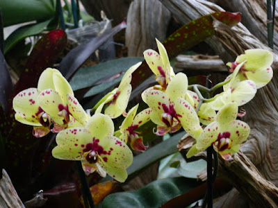 Phalaenopsis Harlequin Moth Orchid hybrid at the Centennial Park Conservatory by garden muses-not another Toronto gardening blog