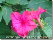 bunga pukul 4 merah 3368