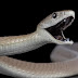 What are the differences between Mangshan pit vipers and Mambas?