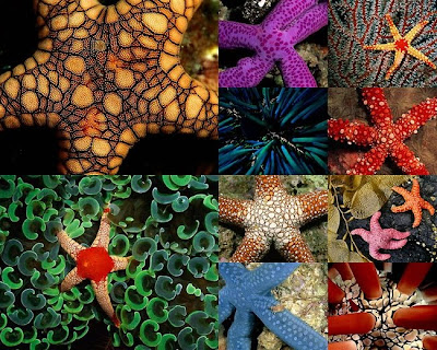 Beautiful Star Fish Seen On www.coolpicturegallery.us